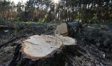 ООН присвоила Воронежу статус «Города деревьев мира»