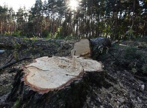 ООН присвоила Воронежу статус «Города деревьев мира»